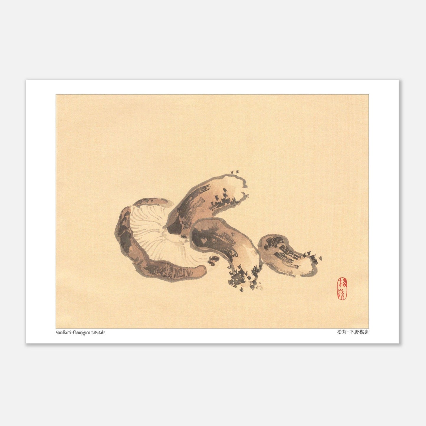 Illustration Naturaliste d'un Champignon Matsutake par Kōno Bairei (21x29,7 cm (A4)). Illustration naturaliste d'un champignon matsutake avec des lamelles apparentes.