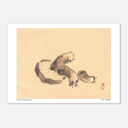 Illustration Naturaliste d'un Champignon Matsutake par Kōno Bairei (21x29,7 cm (A4)). Illustration naturaliste d'un champignon matsutake avec des lamelles apparentes.