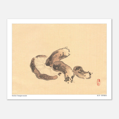 Illustration Naturaliste d'un Champignon Matsutake par Kōno Bairei (27x35 cm). Illustration naturaliste d'un champignon matsutake avec des lamelles apparentes.