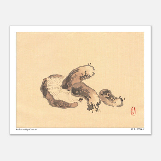 Illustration Naturaliste d'un Champignon Matsutake par Kōno Bairei (27x35 cm). Illustration naturaliste d'un champignon matsutake avec des lamelles apparentes.