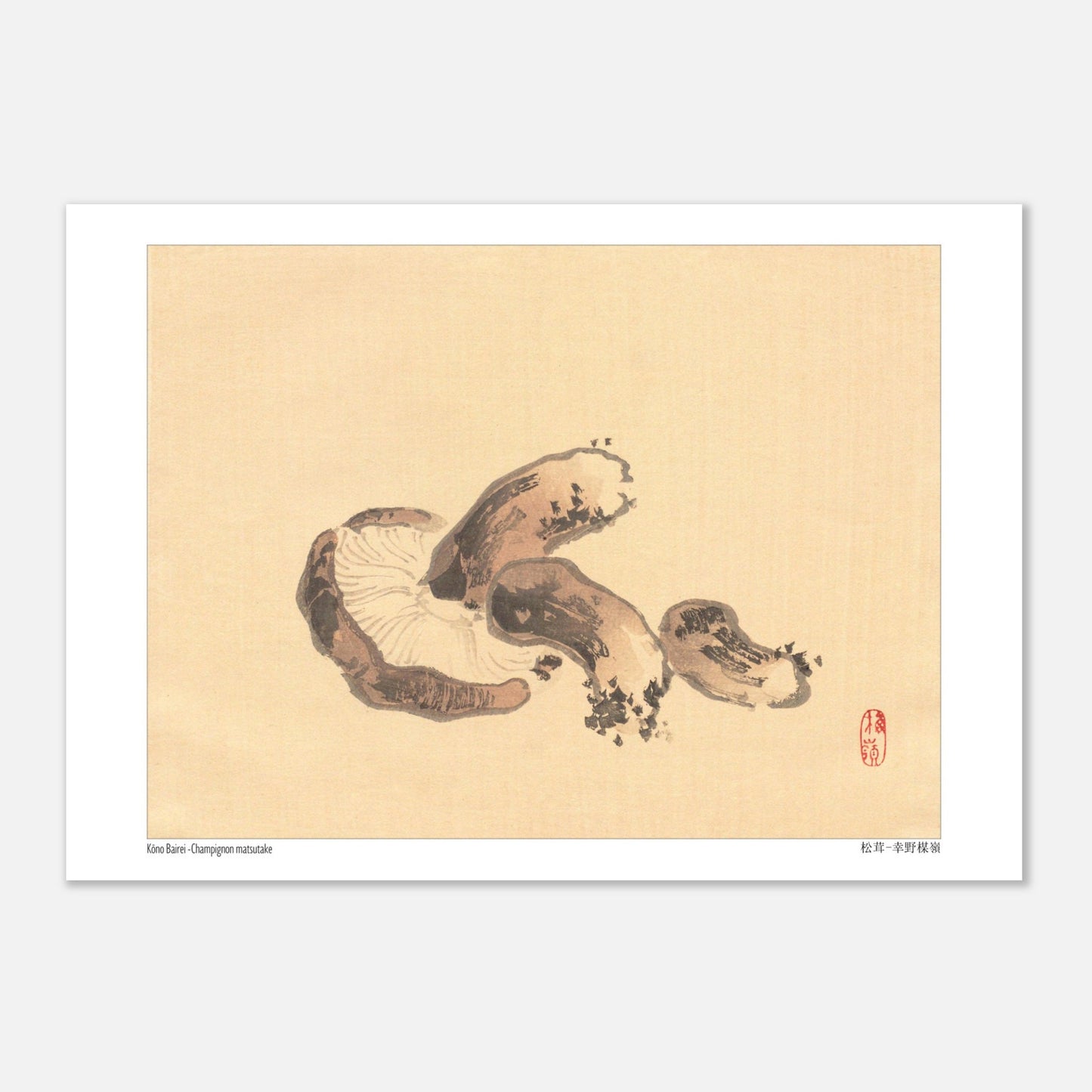 Illustration Naturaliste d'un Champignon Matsutake par Kōno Bairei (29,7 x 42  cm (A3)). Illustration naturaliste d'un champignon matsutake avec des lamelles apparentes.