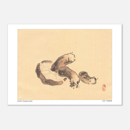 Illustration Naturaliste d'un Champignon Matsutake par Kōno Bairei (29,7 x 42  cm (A3)). Illustration naturaliste d'un champignon matsutake avec des lamelles apparentes.