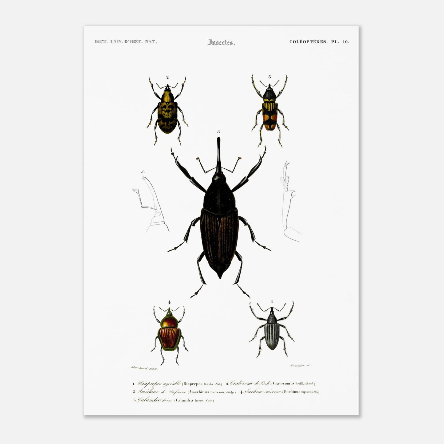 Illustration de coléoptères : Diaprèpe agréable et insectes variés (29,7x42 cm (A3)). Planche d'insectes du "Dictionnaire Universel d'Histoire Naturelle" de Charles d'Orbigny, représentant cinq types de coléoptères numérotés, avec des détails anatomiques.