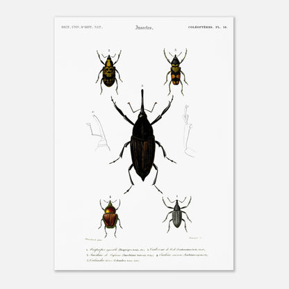 Illustration de coléoptères : Diaprèpe agréable et insectes variés (29,7x42 cm (A3)). Planche d'insectes du "Dictionnaire Universel d'Histoire Naturelle" de Charles d'Orbigny, représentant cinq types de coléoptères numérotés, avec des détails anatomiques.