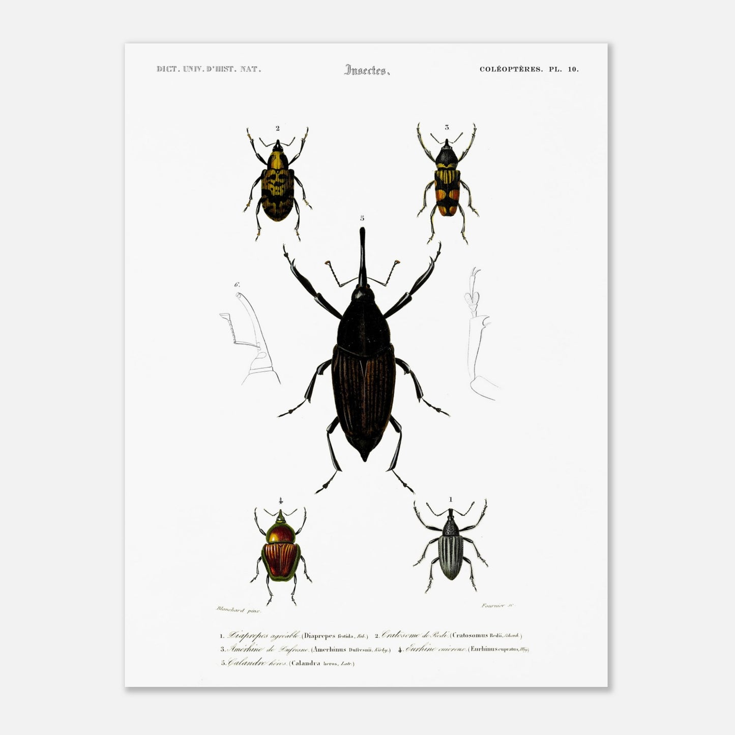Illustration de coléoptères : Diaprèpe agréable et insectes variés (30x40 cm). Planche d'insectes du "Dictionnaire Universel d'Histoire Naturelle" de Charles d'Orbigny, représentant cinq types de coléoptères numérotés, avec des détails anatomiques.