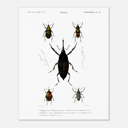 Illustration de coléoptères : Diaprèpe agréable et insectes variés (40x50 cm). Planche d'insectes du "Dictionnaire Universel d'Histoire Naturelle" de Charles d'Orbigny, représentant cinq types de coléoptères numérotés, avec des détails anatomiques.