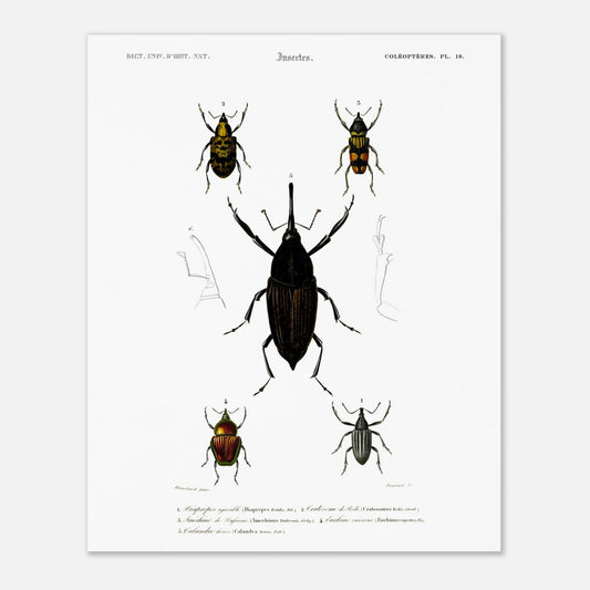Illustration de coléoptères : Diaprèpe agréable et insectes variés (40x50 cm). Planche d'insectes du "Dictionnaire Universel d'Histoire Naturelle" de Charles d'Orbigny, représentant cinq types de coléoptères numérotés, avec des détails anatomiques.