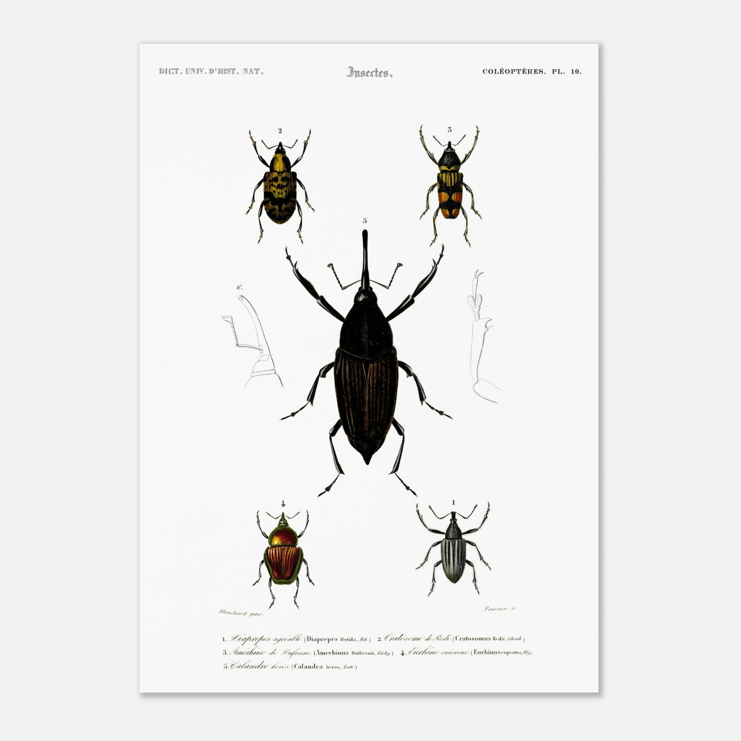 Illustration de coléoptères : Diaprèpe agréable et insectes variés (42x59,4 cm (A2)). Planche d'insectes du "Dictionnaire Universel d'Histoire Naturelle" de Charles d'Orbigny, représentant cinq types de coléoptères numérotés, avec des détails anatomiques.
