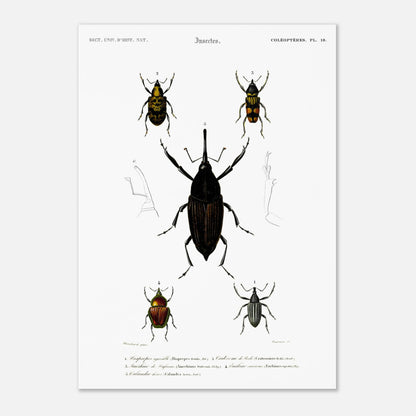 Illustration de coléoptères : Diaprèpe agréable et insectes variés (42x59,4 cm (A2)). Planche d'insectes du "Dictionnaire Universel d'Histoire Naturelle" de Charles d'Orbigny, représentant cinq types de coléoptères numérotés, avec des détails anatomiques.