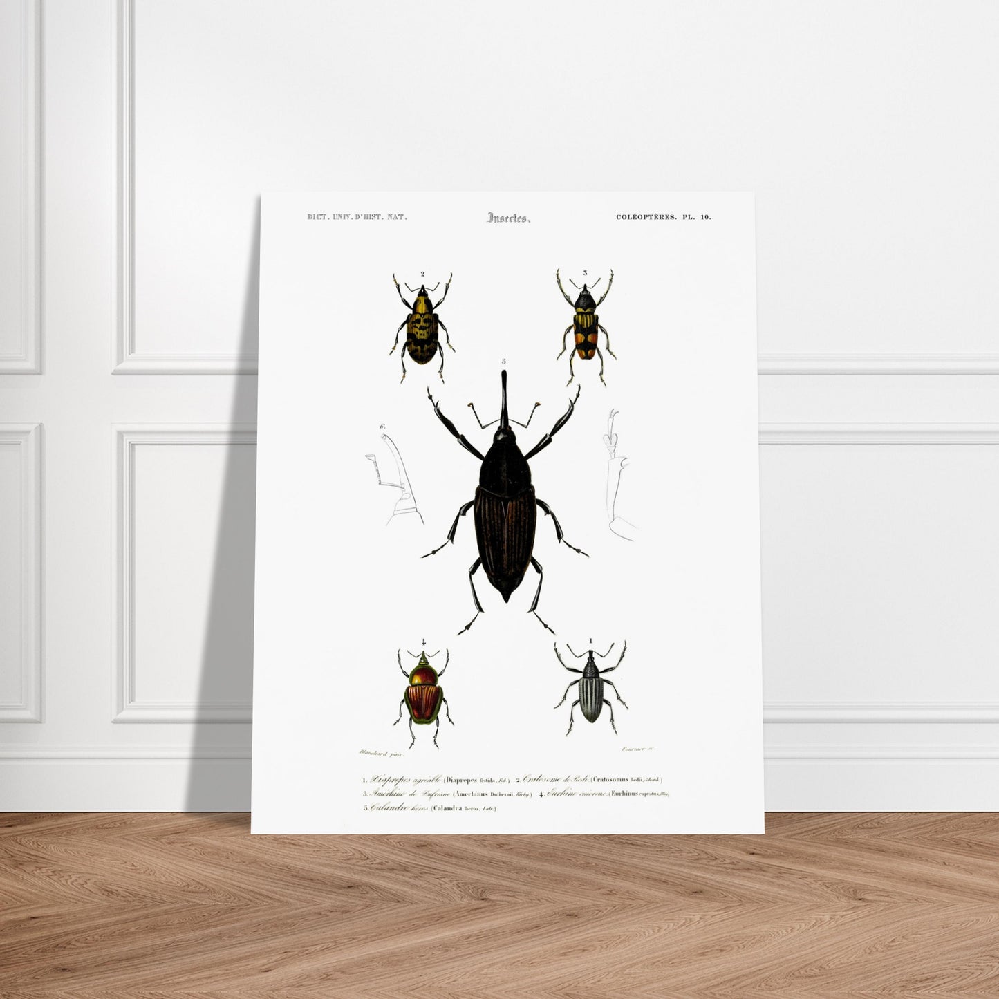 Illustration de coléoptères : Diaprèpe agréable et insectes variés. Planche d'insectes du "Dictionnaire Universel d'Histoire Naturelle" de Charles d'Orbigny, représentant cinq types de coléoptères numérotés, avec des détails anatomiques. Image d'illustration 5