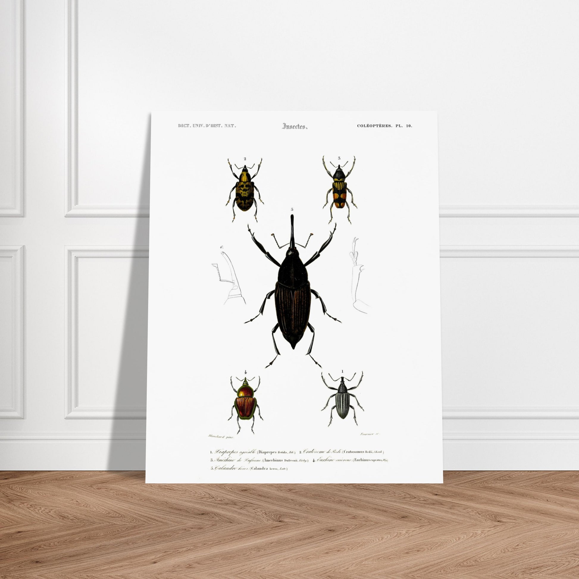 Illustration de coléoptères : Diaprèpe agréable et insectes variés. Planche d'insectes du "Dictionnaire Universel d'Histoire Naturelle" de Charles d'Orbigny, représentant cinq types de coléoptères numérotés, avec des détails anatomiques. Image d'illustration 5