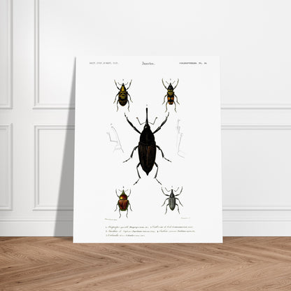 Illustration de coléoptères : Diaprèpe agréable et insectes variés. Planche d'insectes du "Dictionnaire Universel d'Histoire Naturelle" de Charles d'Orbigny, représentant cinq types de coléoptères numérotés, avec des détails anatomiques. Image d'illustration 5