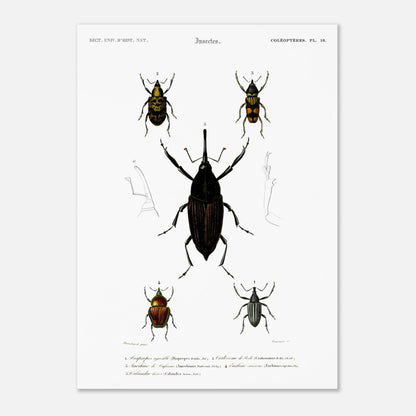 Illustration de coléoptères : Diaprèpe agréable et insectes variés (50x70 cm). Planche d'insectes du "Dictionnaire Universel d'Histoire Naturelle" de Charles d'Orbigny, représentant cinq types de coléoptères numérotés, avec des détails anatomiques.