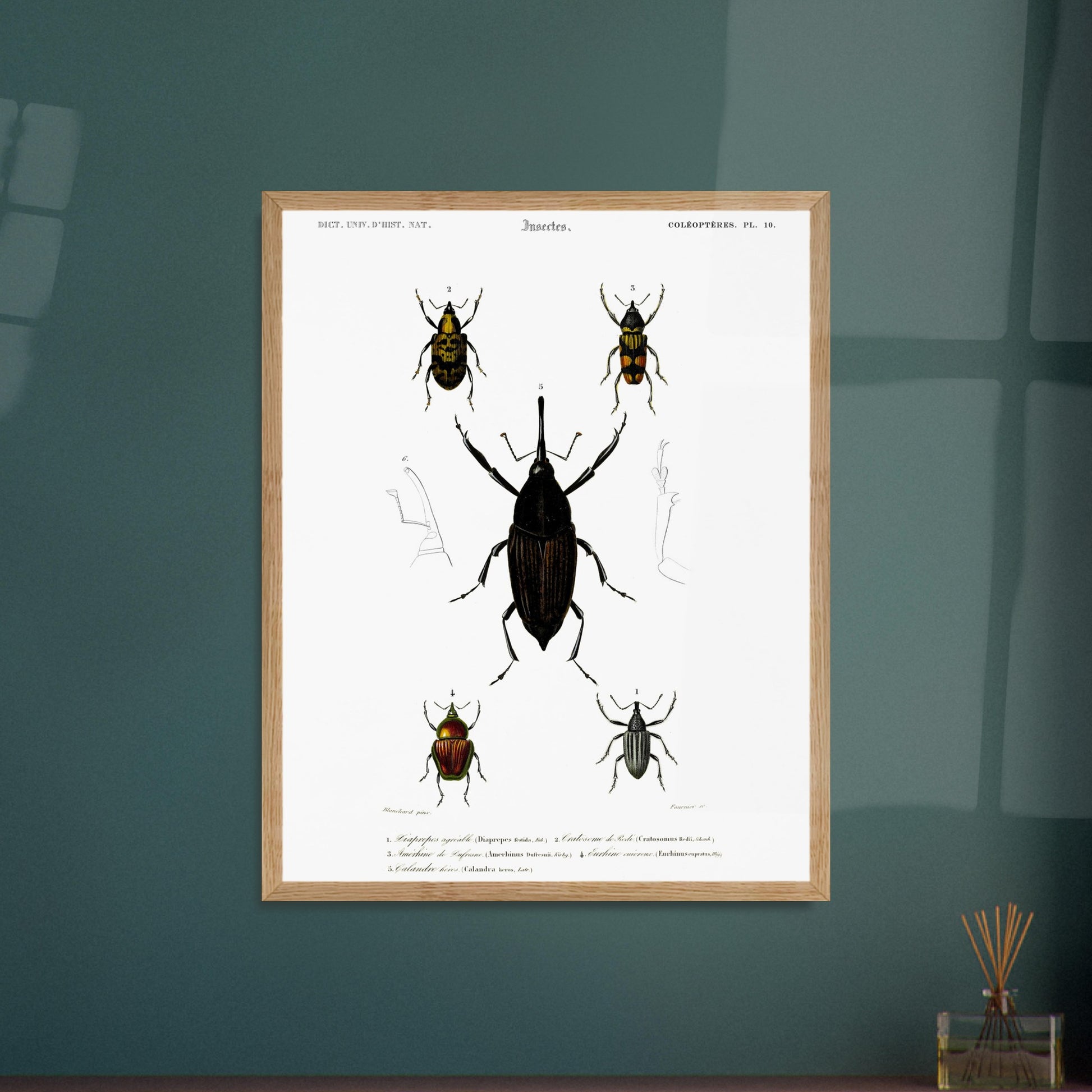 Illustration de coléoptères : Diaprèpe agréable et insectes variés. Planche d'insectes du "Dictionnaire Universel d'Histoire Naturelle" de Charles d'Orbigny, représentant cinq types de coléoptères numérotés, avec des détails anatomiques. Image d'illustration 6