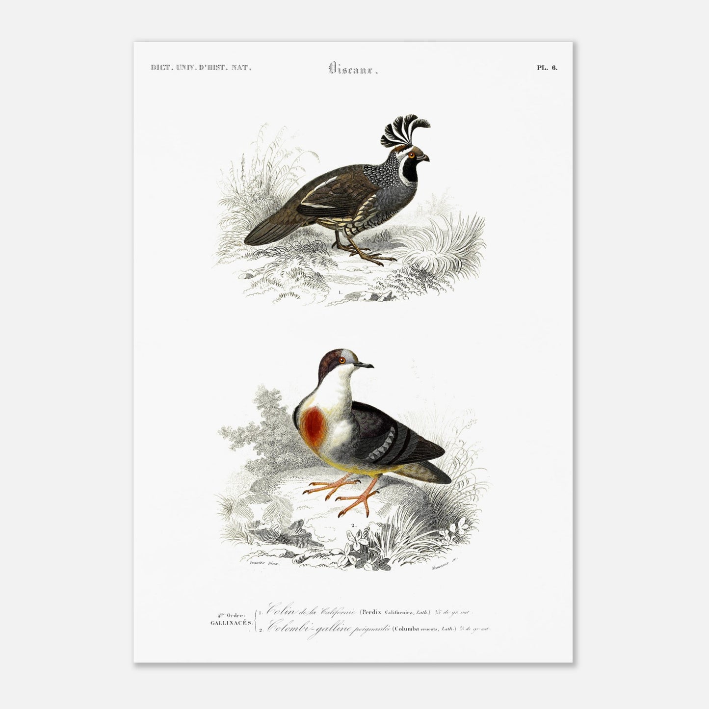 Illustration naturaliste : Colin de la Californie par Charles d'Orbigny (29,7x42 cm (A3)). Planche naturaliste montrant deux oiseaux : un oiseau de type colin avec une crête distinctive et un autre oiseau ressemblant à une colombe avec un plastron rouge, le tout dans un environnement végétal.