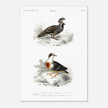 Illustration naturaliste : Colin de la Californie par Charles d'Orbigny (42x59,4 cm (A2)). Planche naturaliste montrant deux oiseaux : un oiseau de type colin avec une crête distinctive et un autre oiseau ressemblant à une colombe avec un plastron rouge, le tout dans un environnement végétal.