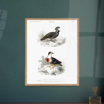 Illustration naturaliste : Colin de la Californie par Charles d'Orbigny. Planche naturaliste montrant deux oiseaux : un oiseau de type colin avec une crête distinctive et un autre oiseau ressemblant à une colombe avec un plastron rouge, le tout dans un environnement végétal. Image d'illustration 5