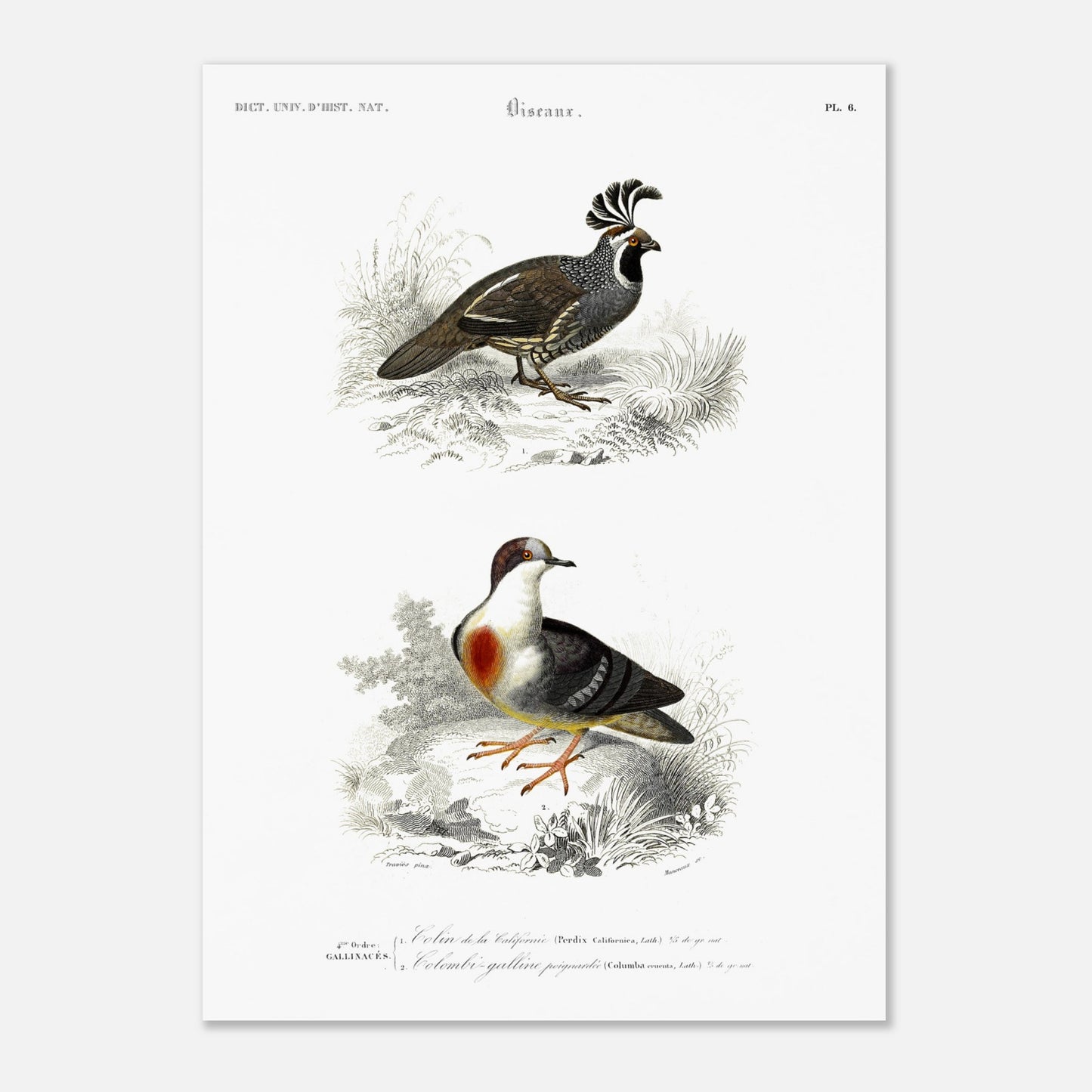 Illustration naturaliste : Colin de la Californie par Charles d'Orbigny (50x70 cm). Planche naturaliste montrant deux oiseaux : un oiseau de type colin avec une crête distinctive et un autre oiseau ressemblant à une colombe avec un plastron rouge, le tout dans un environnement végétal.
