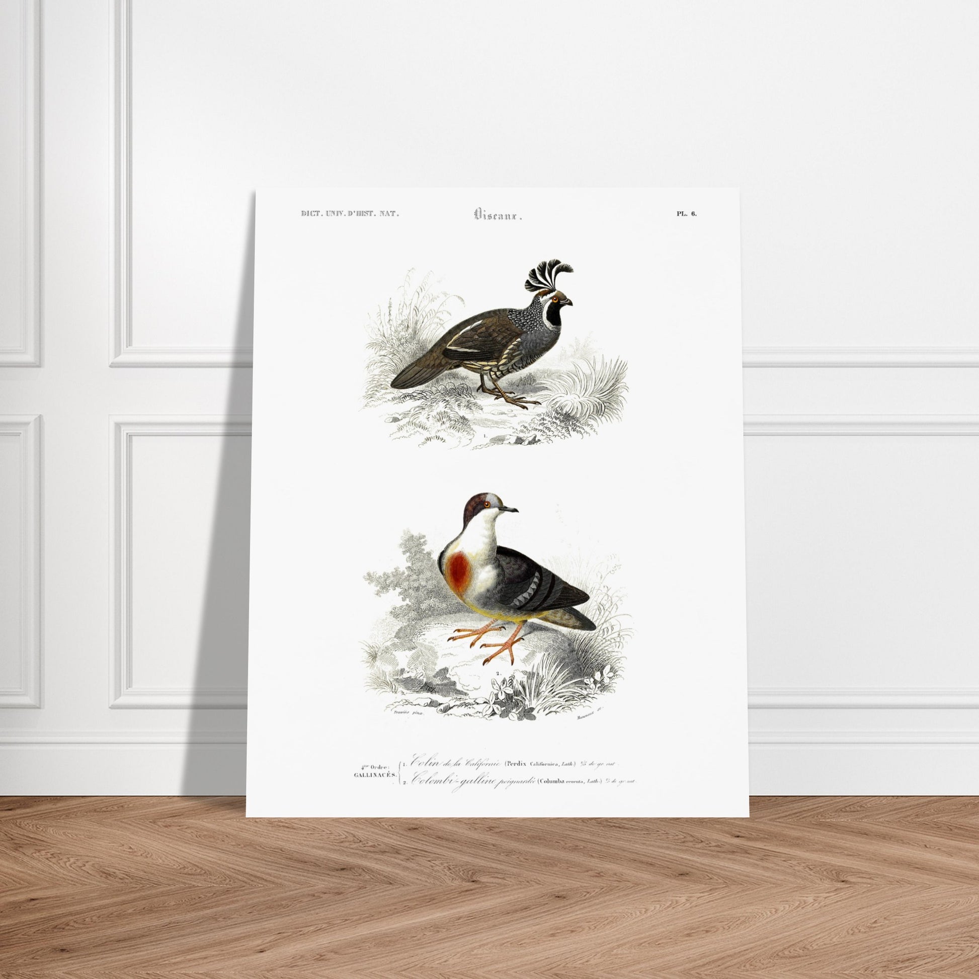 Illustration naturaliste : Colin de la Californie par Charles d'Orbigny. Planche naturaliste montrant deux oiseaux : un oiseau de type colin avec une crête distinctive et un autre oiseau ressemblant à une colombe avec un plastron rouge, le tout dans un environnement végétal. Image d'illustration 6