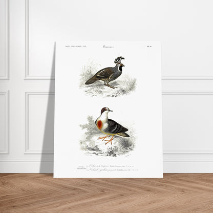 Illustration naturaliste : Colin de la Californie par Charles d'Orbigny. Planche naturaliste montrant deux oiseaux : un oiseau de type colin avec une crête distinctive et un autre oiseau ressemblant à une colombe avec un plastron rouge, le tout dans un environnement végétal. Image d'illustration 6