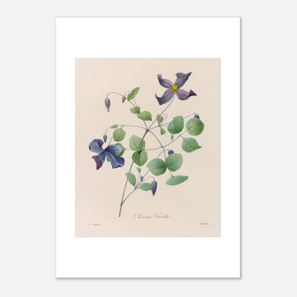 Planche botanique de la Clematis Viticella par Pierre-Joseph Redouté (21x29,7 cm (A4)). Planche botanique de Pierre-Joseph Redouté représentant une plante de Clematis Viticella aux fleurs bleues et violettes avec des feuilles vertes.