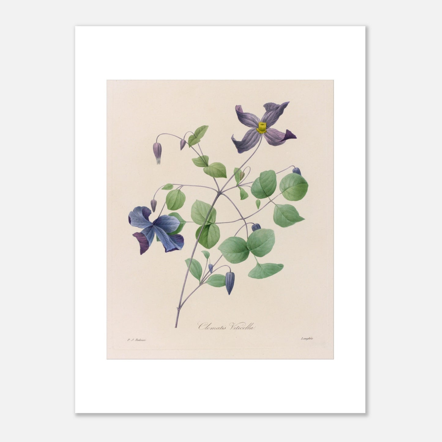 Planche botanique de la Clematis Viticella par Pierre-Joseph Redouté (30x40 cm). Planche botanique de Pierre-Joseph Redouté représentant une plante de Clematis Viticella aux fleurs bleues et violettes avec des feuilles vertes.