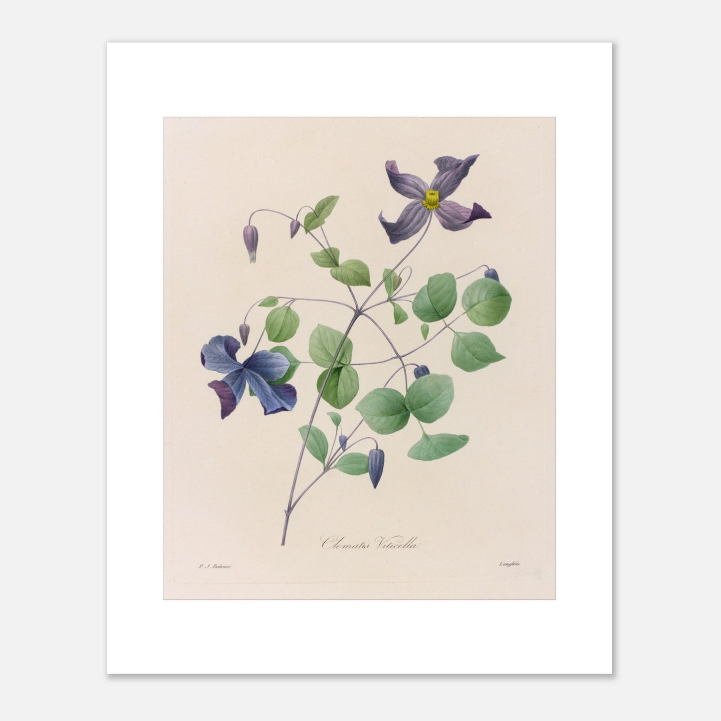 Planche botanique de la Clematis Viticella par Pierre-Joseph Redouté (40x50 cm). Planche botanique de Pierre-Joseph Redouté représentant une plante de Clematis Viticella aux fleurs bleues et violettes avec des feuilles vertes.