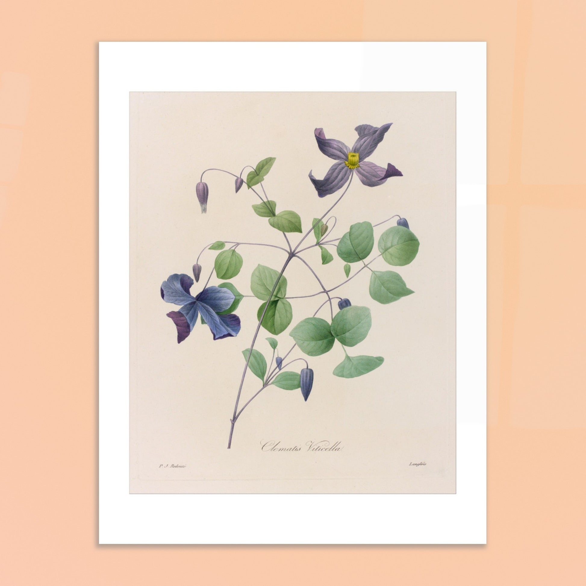 Planche botanique de la Clematis Viticella par Pierre-Joseph Redouté. Planche botanique de Pierre-Joseph Redouté représentant une plante de Clematis Viticella aux fleurs bleues et violettes avec des feuilles vertes. Image d'illustration 6