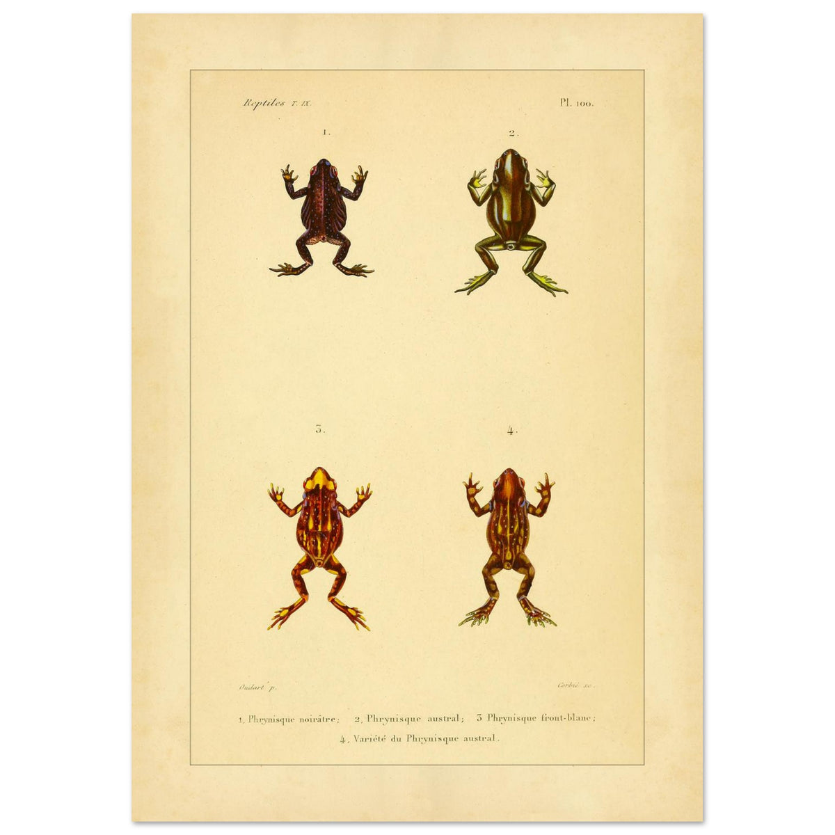 Frosch-Illustration: Schwärzlicher, Südlicher und Weißköpfiger Phryniskus (21x29,7 cm (A4)). Naturhistorische Illustrationstafel von Fröschen: Schwärzlicher, südlicher und weißköpfiger Phryniskus mit anatomischen Details.