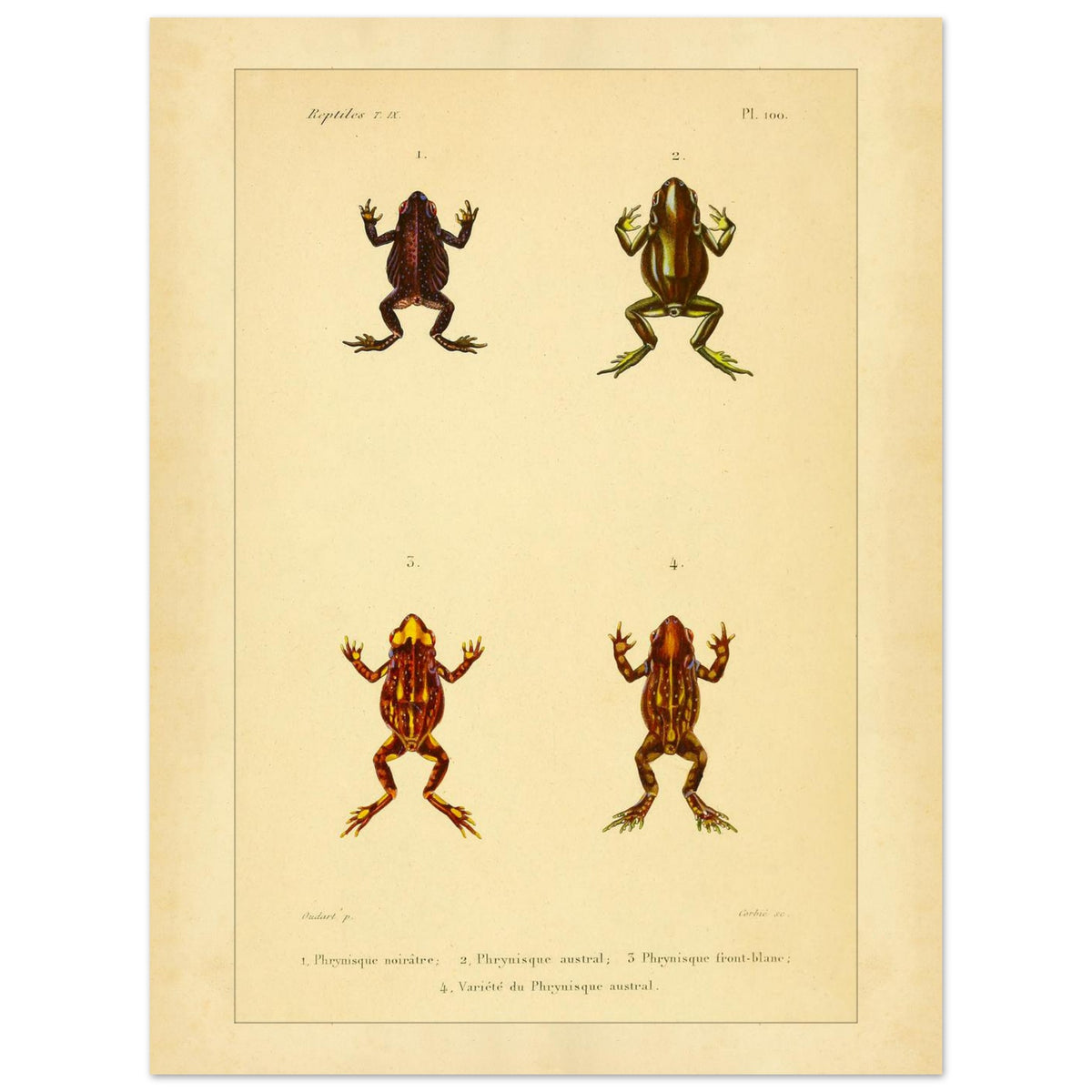 Frosch-Illustration: Schwärzlicher, Südlicher und Weißköpfiger Phryniskus (30x40 cm). Naturhistorische Illustrationstafel von Fröschen: Schwärzlicher, südlicher und weißköpfiger Phryniskus mit anatomischen Details.
