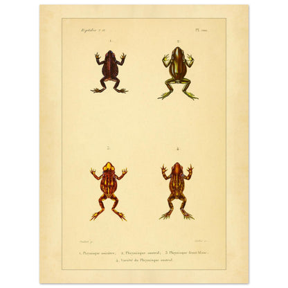 Frosch-Illustration: Schwärzlicher, Südlicher und Weißköpfiger Phryniskus (30x40 cm). Naturhistorische Illustrationstafel von Fröschen: Schwärzlicher, südlicher und weißköpfiger Phryniskus mit anatomischen Details.
