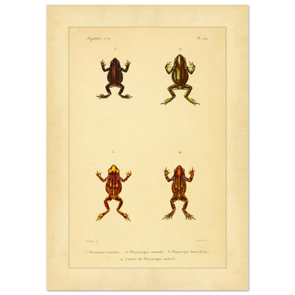 Frosch-Illustration: Schwärzlicher, Südlicher und Weißköpfiger Phryniskus (42x59,4 cm (A2)). Naturhistorische Illustrationstafel von Fröschen: Schwärzlicher, südlicher und weißköpfiger Phryniskus mit anatomischen Details.