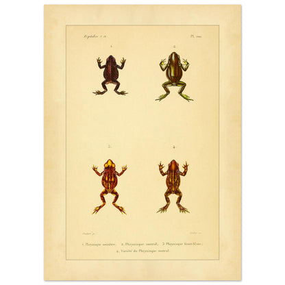 Frosch-Illustration: Schwärzlicher, Südlicher und Weißköpfiger Phryniskus (50x70 cm). Naturhistorische Illustrationstafel von Fröschen: Schwärzlicher, südlicher und weißköpfiger Phryniskus mit anatomischen Details.