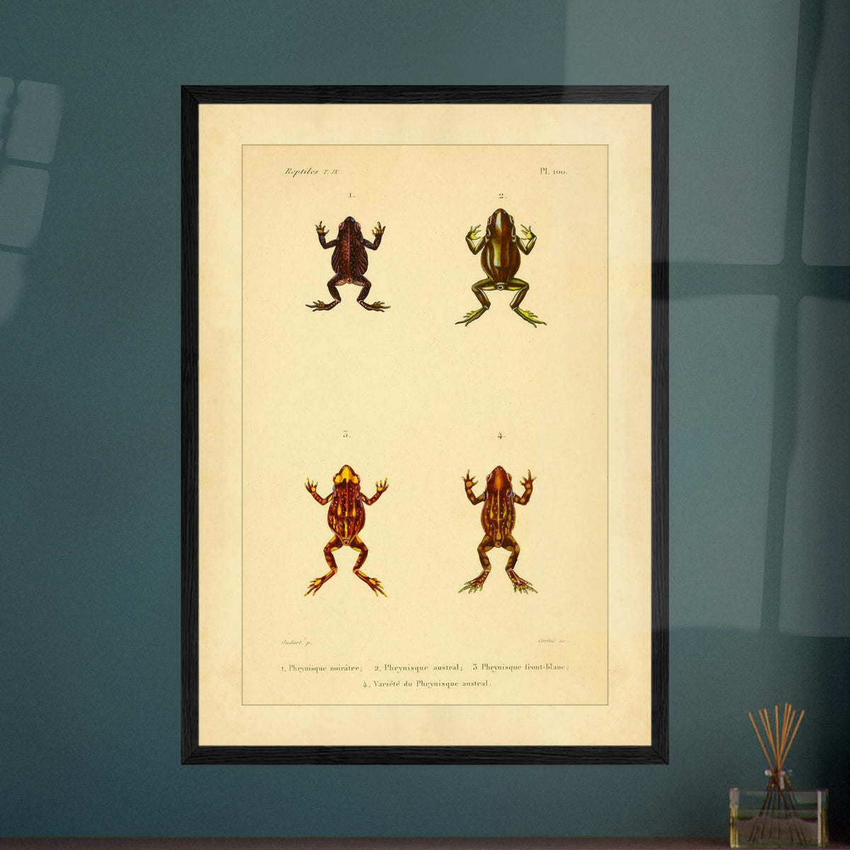 Frosch-Illustration: Schwärzlicher, Südlicher und Weißköpfiger Phryniskus. Naturhistorische Illustrationstafel von Fröschen: Schwärzlicher, südlicher und weißköpfiger Phryniskus mit anatomischen Details.