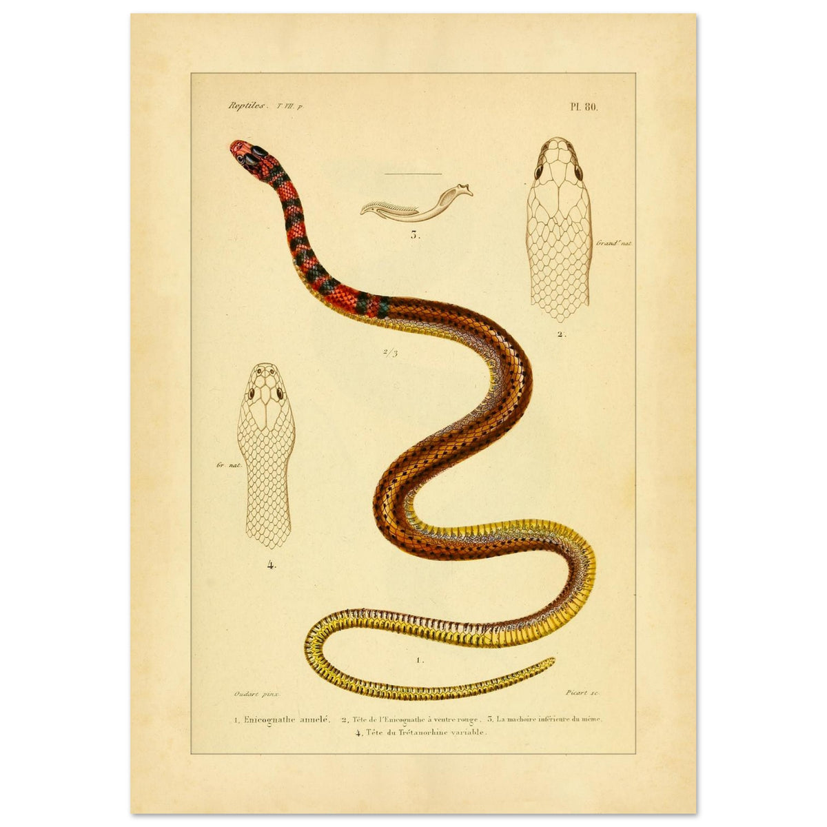 Enicognathus und variable Tretanorhine: antike wissenschaftliche Illustration (29,7x42 cm (A3)). Antike wissenschaftliche Tafel mit einer farbigen Schlange, 'Enicognathe annelé', deren Kopf im Profil und von oben zu sehen ist, sowie dem Kiefer und dem Kopf von 'Tretanorhine variable'.
