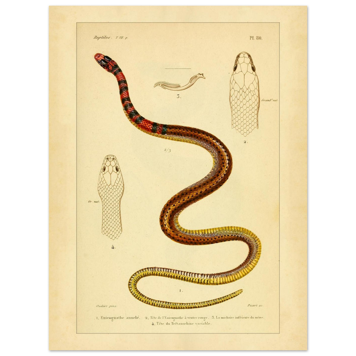 Enicognathus und variable Tretanorhine: antike wissenschaftliche Illustration (30x40 cm). Antike wissenschaftliche Tafel mit einer farbigen Schlange, 'Enicognathe annelé', deren Kopf im Profil und von oben zu sehen ist, sowie dem Kiefer und dem Kopf von 'Tretanorhine variable'.