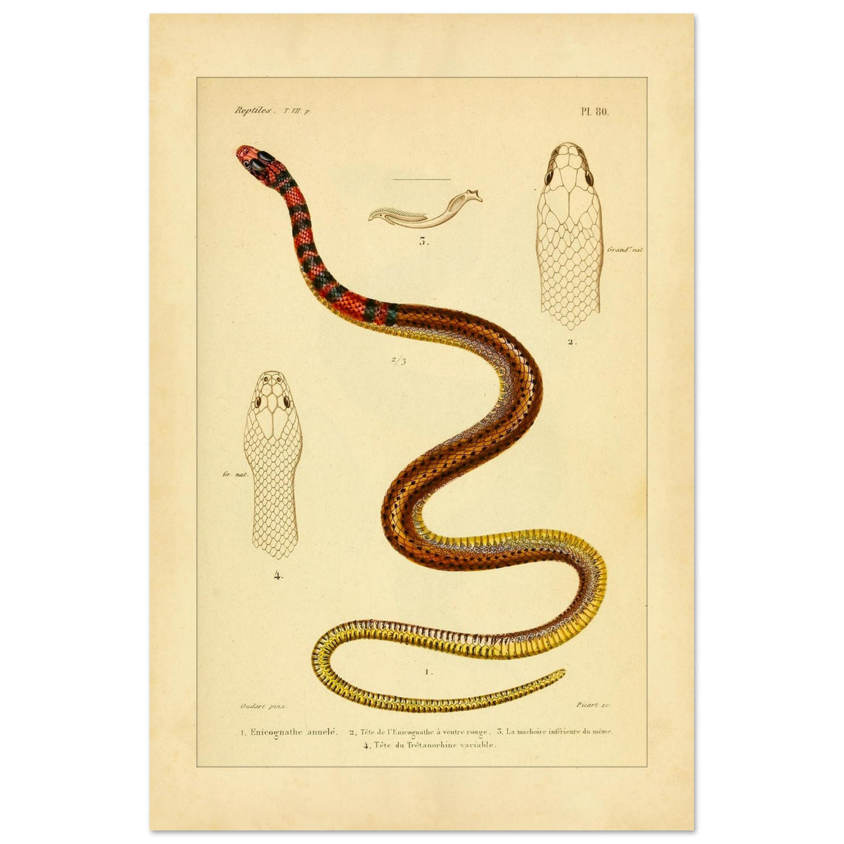 Enicognathus und variable Tretanorhine: antike wissenschaftliche Illustration (40x60 cm). Antike wissenschaftliche Tafel mit einer farbigen Schlange, 'Enicognathe annelé', deren Kopf im Profil und von oben zu sehen ist, sowie dem Kiefer und dem Kopf von 'Tretanorhine variable'.