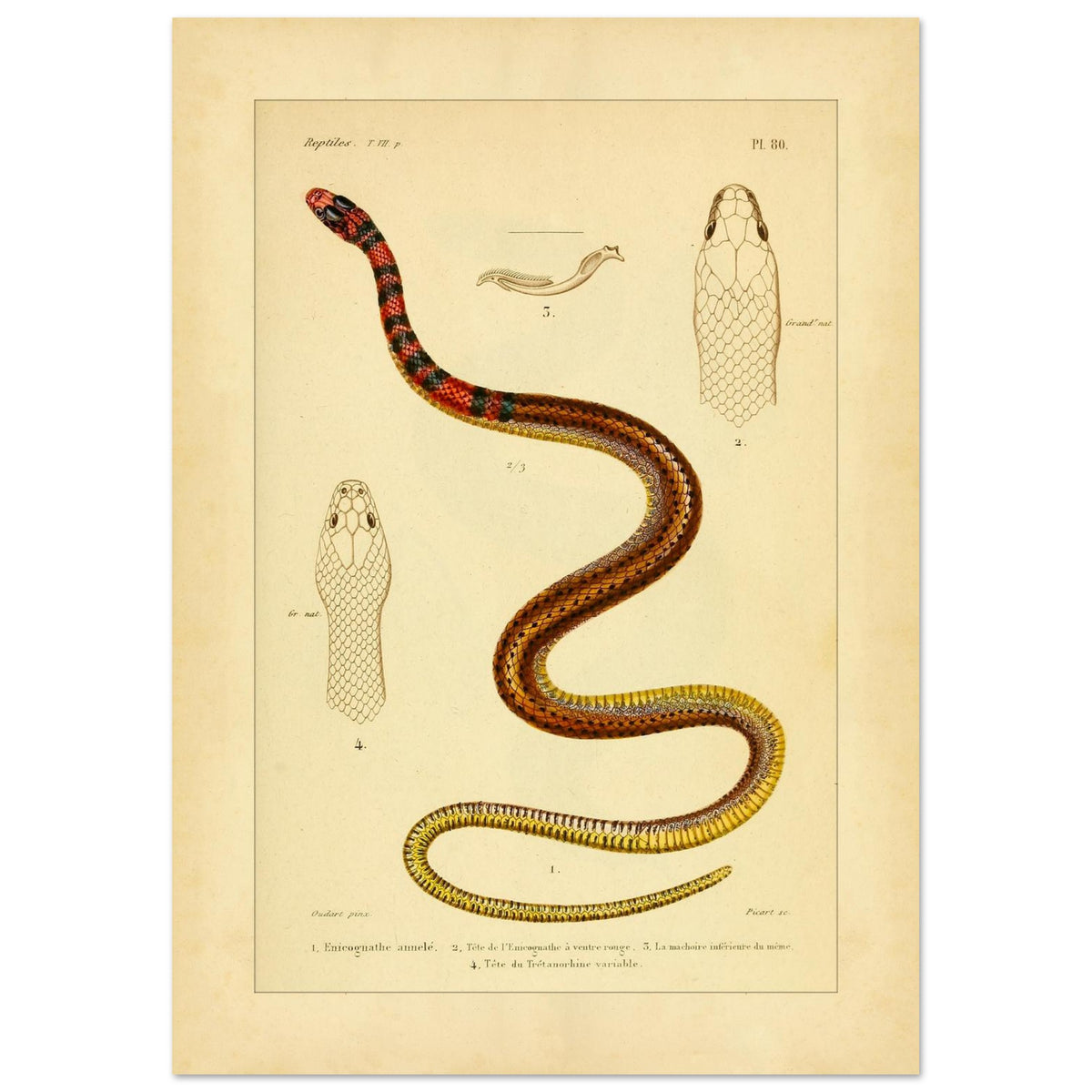 Enicognathus und variable Tretanorhine: antike wissenschaftliche Illustration (42x59,4 cm (A2)). Antike wissenschaftliche Tafel mit einer farbigen Schlange, 'Enicognathe annelé', deren Kopf im Profil und von oben zu sehen ist, sowie dem Kiefer und dem Kopf von 'Tretanorhine variable'.