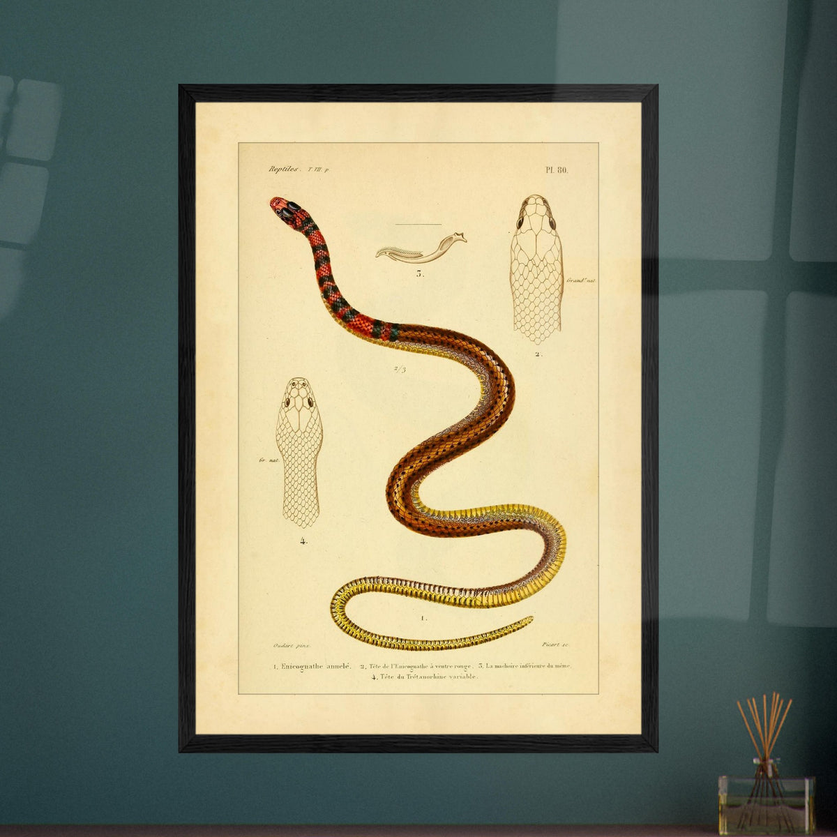 Enicognathus und variable Tretanorhine: antike wissenschaftliche Illustration. Antike wissenschaftliche Tafel mit einer farbigen Schlange, 'Enicognathe annelé', deren Kopf im Profil und von oben zu sehen ist, sowie dem Kiefer und dem Kopf von 'Tretanorhine variable'.