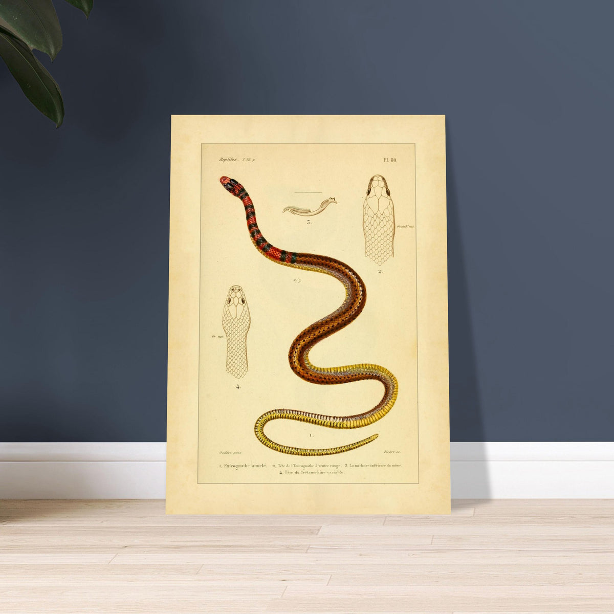 Enicognathus und variable Tretanorhine: antike wissenschaftliche Illustration. Antike wissenschaftliche Tafel mit einer farbigen Schlange, 'Enicognathe annelé', deren Kopf im Profil und von oben zu sehen ist, sowie dem Kiefer und dem Kopf von 'Tretanorhine variable'.