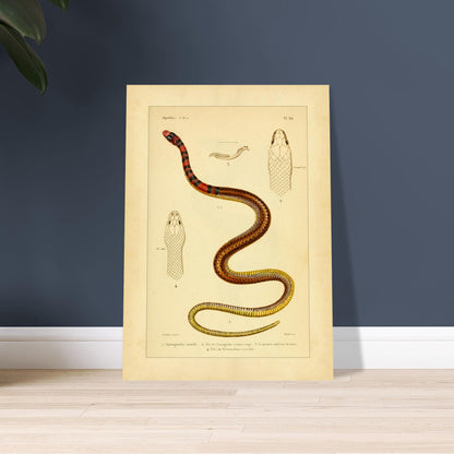 Enicognathus und variable Tretanorhine: antike wissenschaftliche Illustration. Antike wissenschaftliche Tafel mit einer farbigen Schlange, 'Enicognathe annelé', deren Kopf im Profil und von oben zu sehen ist, sowie dem Kiefer und dem Kopf von 'Tretanorhine variable'.