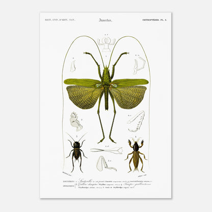 Illustration entomologique : Sauterelle à six points par d'Orbigny (29,7x42 cm (A3)). Illustration scientifique d'un grand insecte vert ressemblant à une sauterelle, avec des détails anatomiques et deux petits insectes de type criquet.