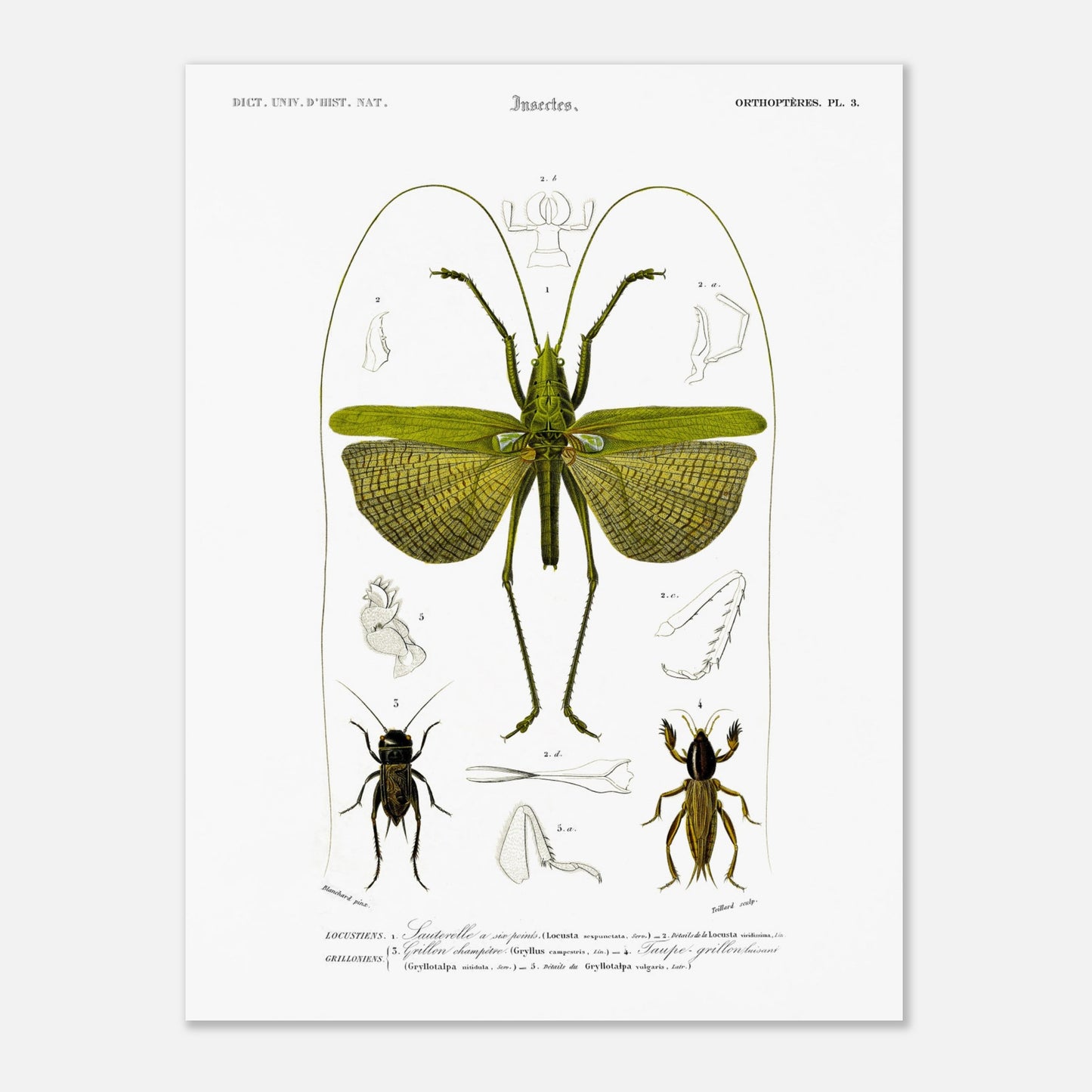 Illustration entomologique : Sauterelle à six points par d'Orbigny (30x40 cm). Illustration scientifique d'un grand insecte vert ressemblant à une sauterelle, avec des détails anatomiques et deux petits insectes de type criquet.