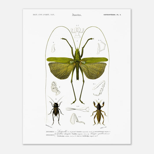 Illustration entomologique : Sauterelle à six points par d'Orbigny (40x50 cm). Illustration scientifique d'un grand insecte vert ressemblant à une sauterelle, avec des détails anatomiques et deux petits insectes de type criquet.