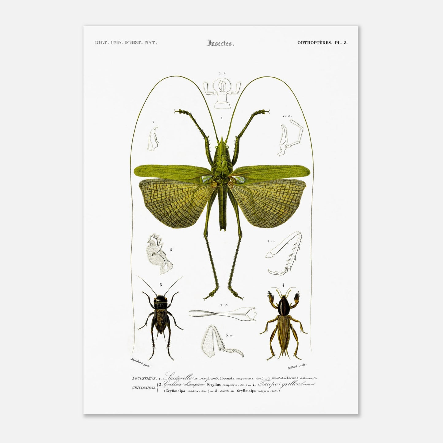 Illustration entomologique : Sauterelle à six points par d'Orbigny (42x59,4 cm (A2)). Illustration scientifique d'un grand insecte vert ressemblant à une sauterelle, avec des détails anatomiques et deux petits insectes de type criquet.