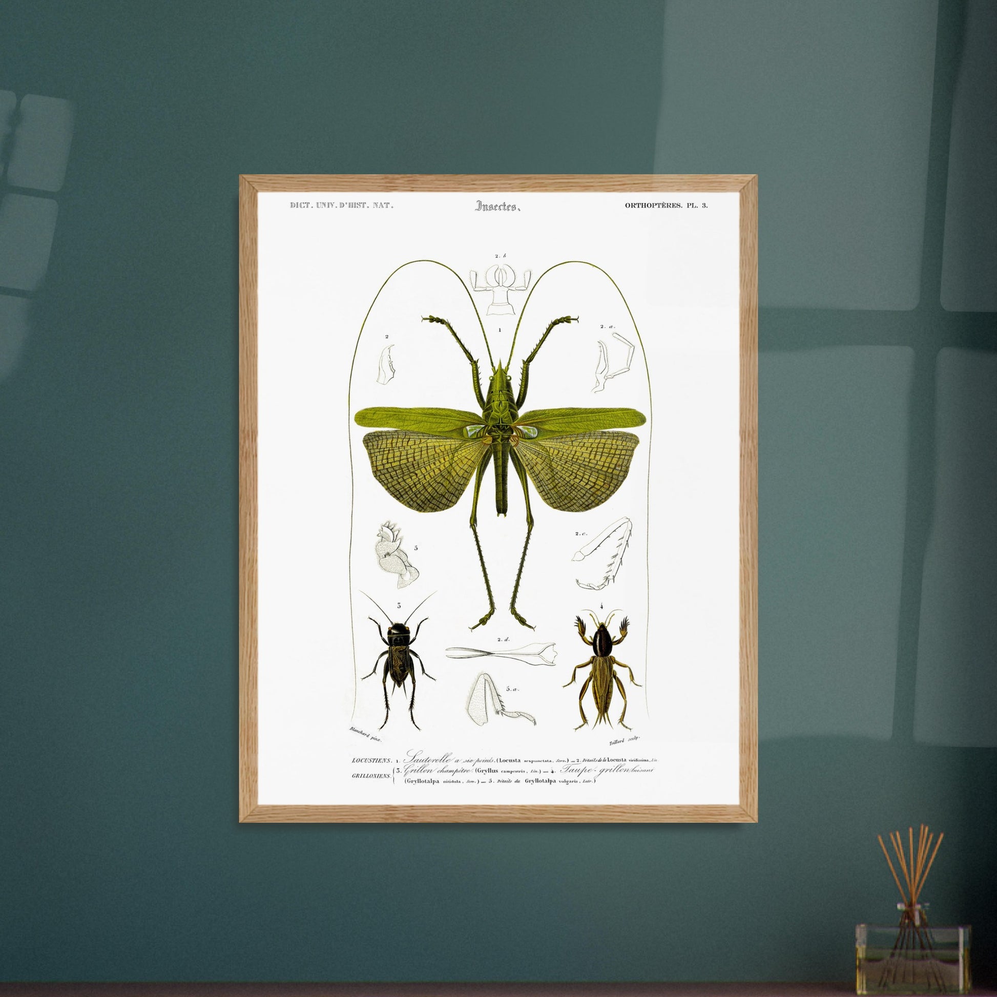 Illustration entomologique : Sauterelle à six points par d'Orbigny. Illustration scientifique d'un grand insecte vert ressemblant à une sauterelle, avec des détails anatomiques et deux petits insectes de type criquet. Image d'illustration 5