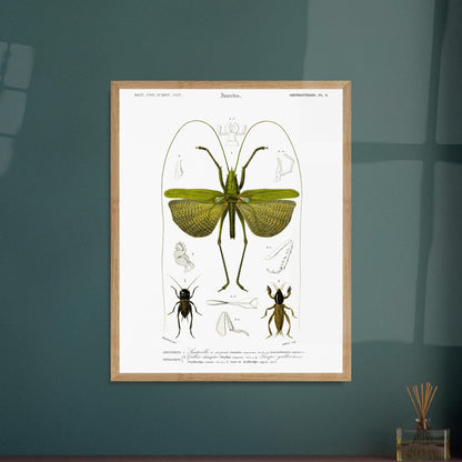 Illustration entomologique : Sauterelle à six points par d'Orbigny. Illustration scientifique d'un grand insecte vert ressemblant à une sauterelle, avec des détails anatomiques et deux petits insectes de type criquet. Image d'illustration 5