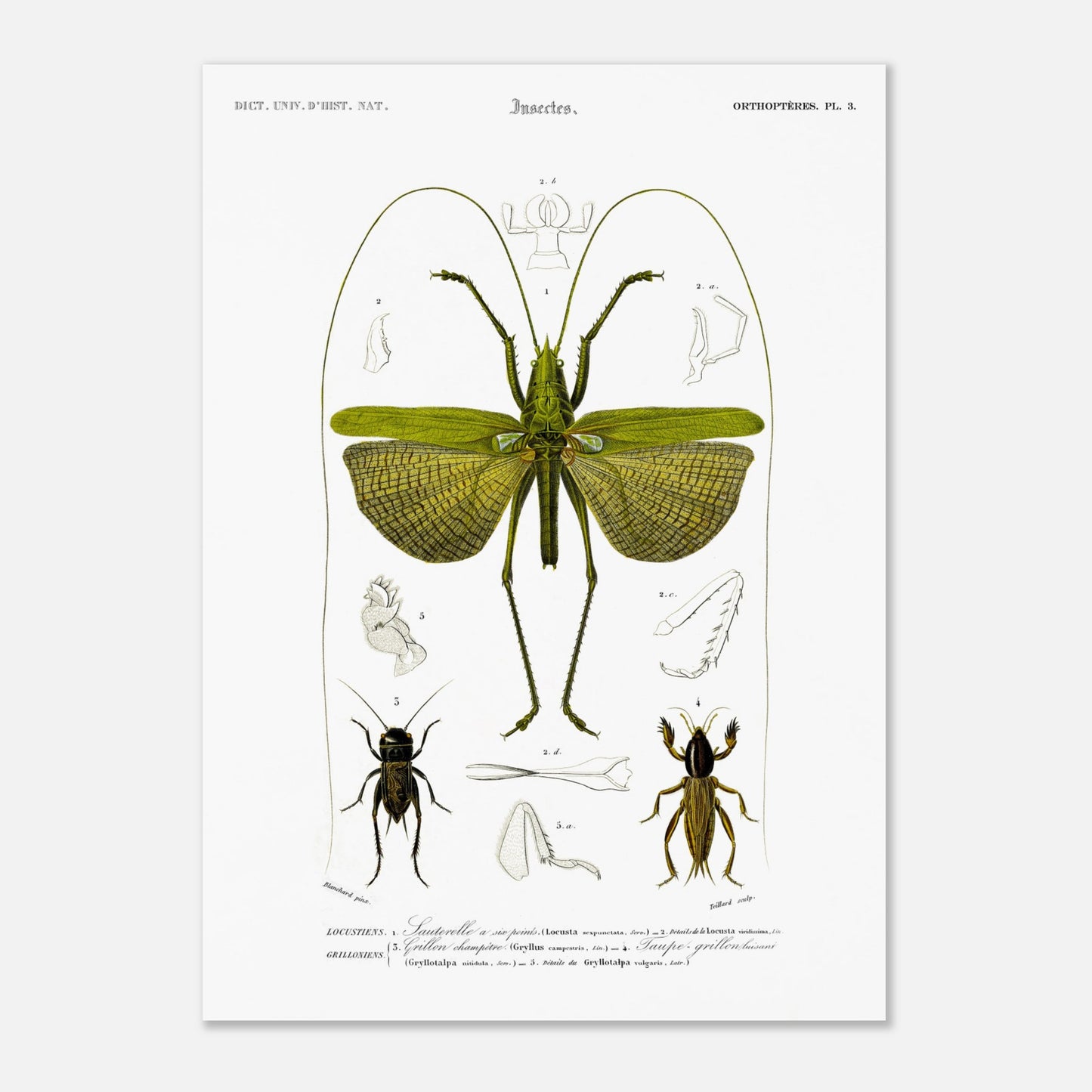 Illustration entomologique : Sauterelle à six points par d'Orbigny (50x70 cm). Illustration scientifique d'un grand insecte vert ressemblant à une sauterelle, avec des détails anatomiques et deux petits insectes de type criquet.