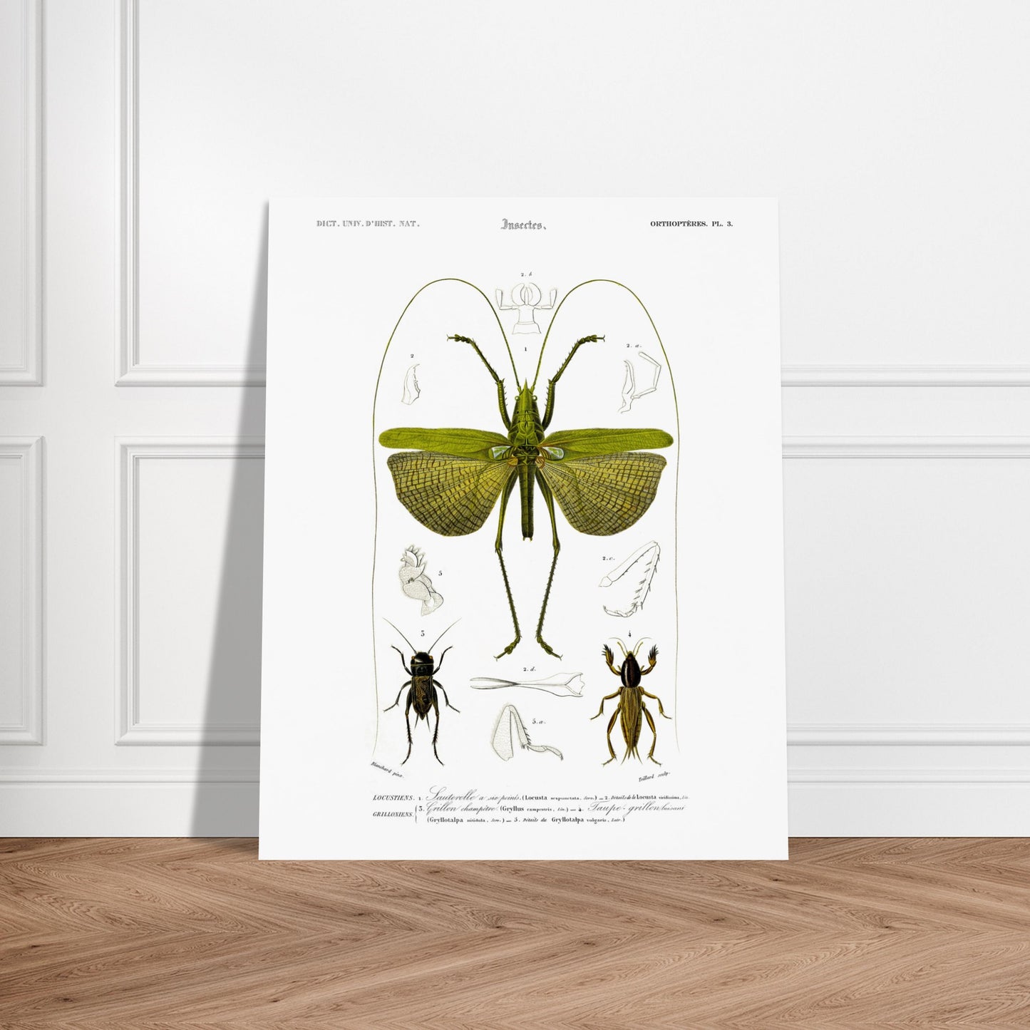Illustration entomologique : Sauterelle à six points par d'Orbigny. Illustration scientifique d'un grand insecte vert ressemblant à une sauterelle, avec des détails anatomiques et deux petits insectes de type criquet. Image d'illustration 6