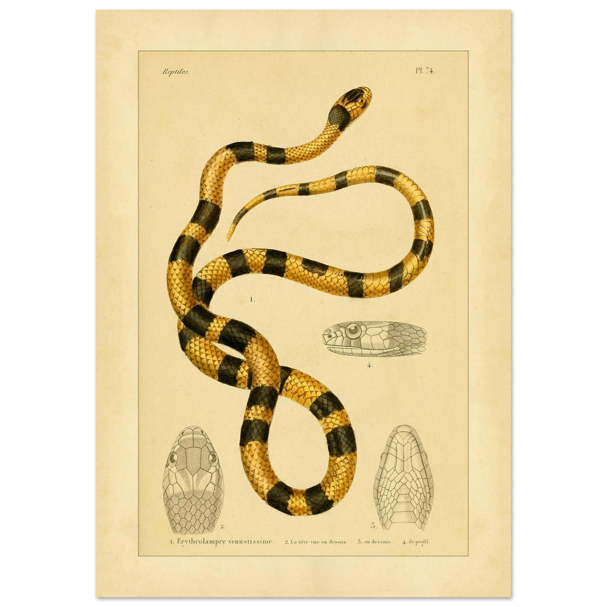 Prächtige Erythrolampra Schlangen-Reproduktion: Antike Illustration (21x29,7 cm (A4)). Zoologische Illustrationstafel einer Schlange mit leuchtenden schwarzen und gelben Ringen, mit detaillierten Zeichnungen ihres Kopfes.